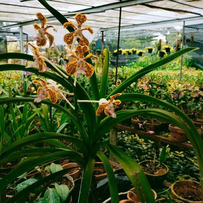 Promo Anggrek Vanda Dewasa COD