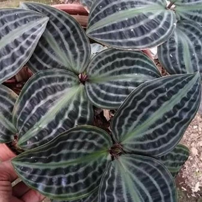 Promo Tanaman hias pacing kura COD