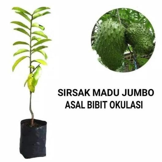 Promo Bibit Sirsak Madu Jumbo Pohon Sirsak Madu Tanaman Buah Dalam Polibag Tinggi 40-50cm Hasil Cang