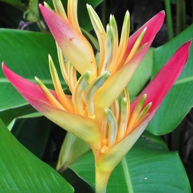 Promo PAKET (10btg) Heliconia Thaii/Heliconia Golden Touch COD