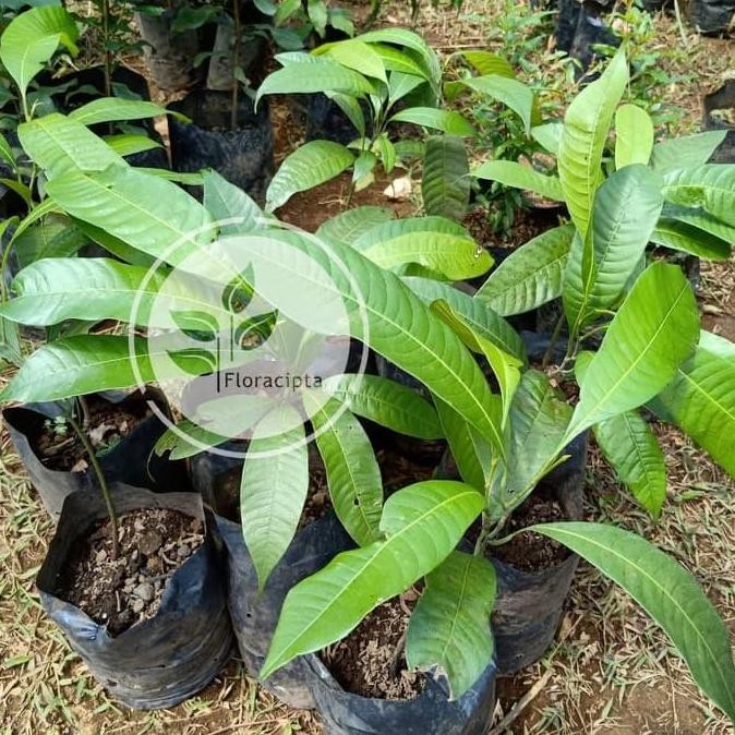 Bibit Buah Gandaria Bibit Pohon Gandaria Tanaman Buah Gandaria Lokal yang cepat berbuah