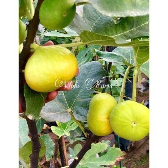 bibit tanaman buah tin jumbo kuning Yellow Giant Khasi fresh cangkok yang cepat berbuah