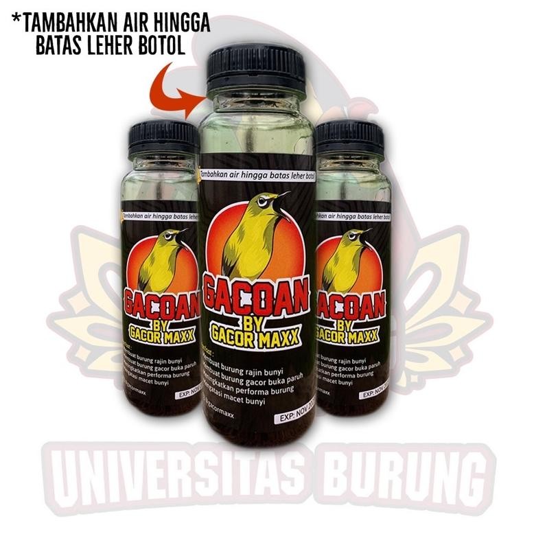 DOPING PLECI GACOAN VITAMIN TAMBAHAN PLECI CEPAT GACOR NGALAS