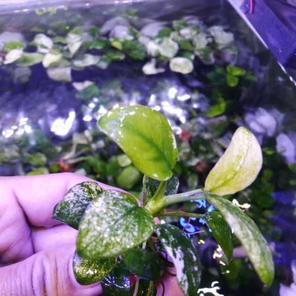 Anubias nana pinto mother plant full daun air