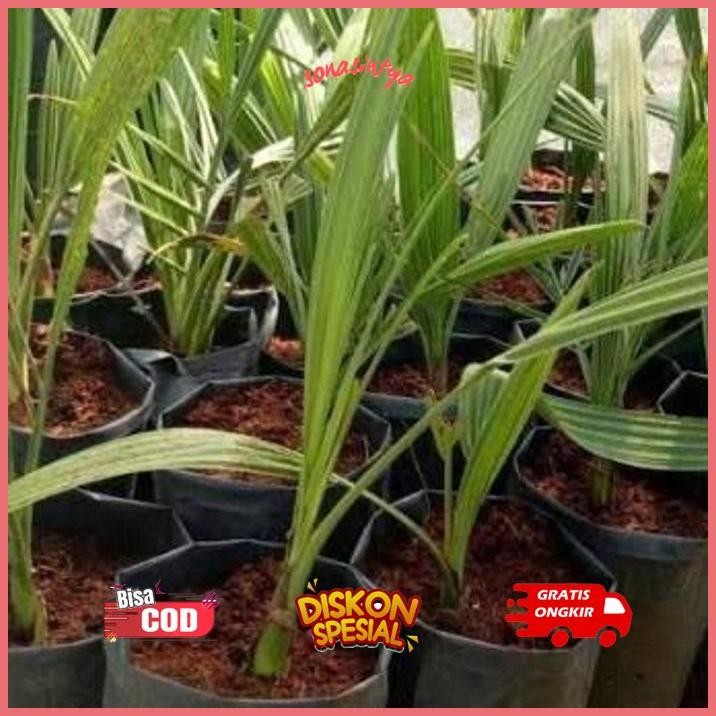 fgk-24 fth- Bibit Kurma Tropis Indonesia Termurah Original Hemat