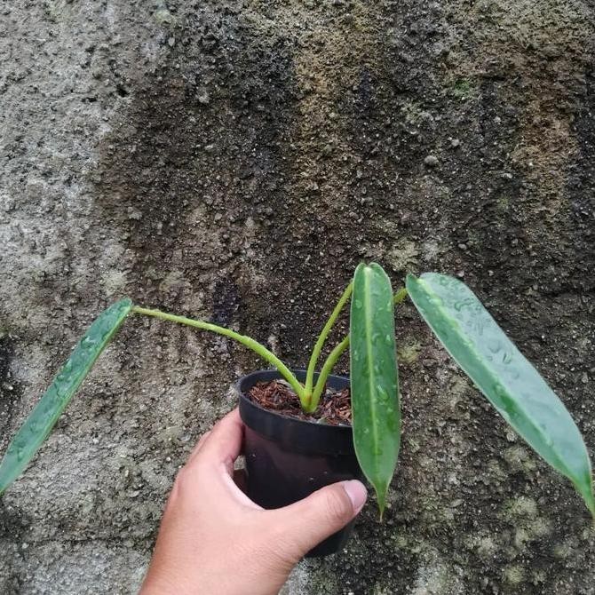 Philodendron spiritus sancti