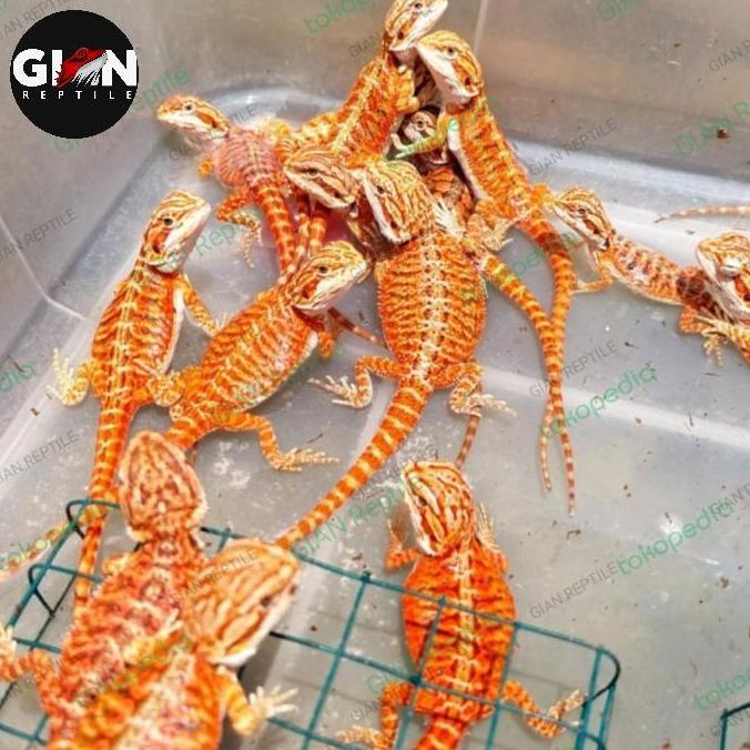 Deepanim- Bearded Dragon Red / Super Red Hypo Trans
