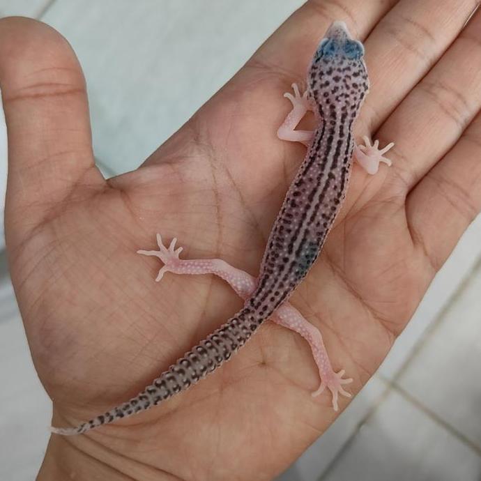 Deepanim- Leopard Gecko Baby Super Snow Eclipse / Pied Last Stok