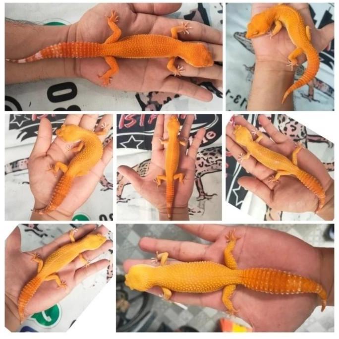 Deepanim- Leopard Gecko Sunglow Usia -3 Bulan