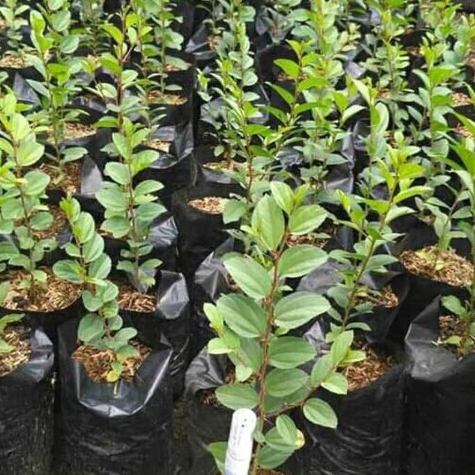 Promo Tanaman Hias Daun - Tanaman Pohon - Pohon Bidara - Bidara Arab Asli Cod