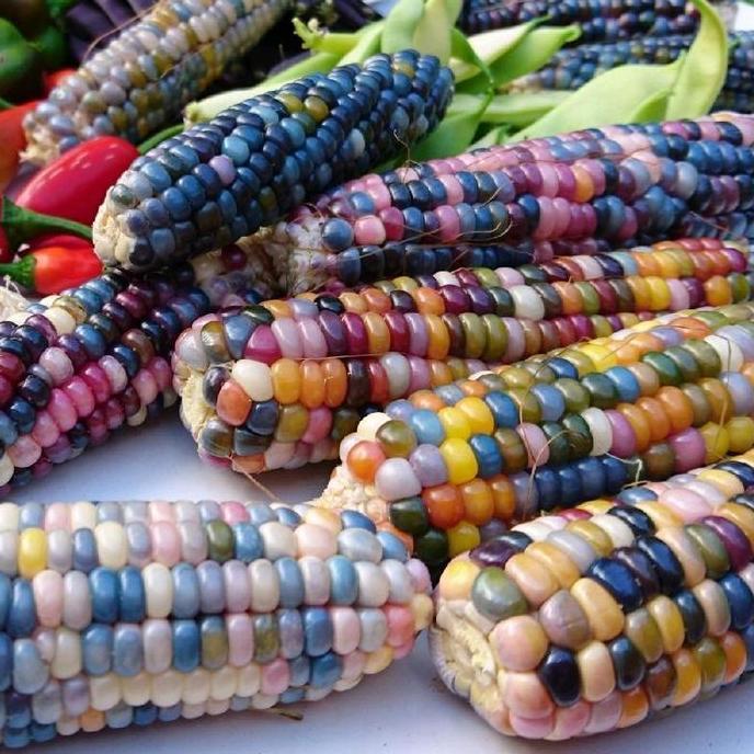Promo 100 Butir Benih Jagung Ketan Pulut Cod