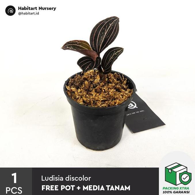 Promo Habitart - Jawel Orchid Ludisia Discolor Tanaman Hias Terrarium / Paludarium / Vivarium Cod
