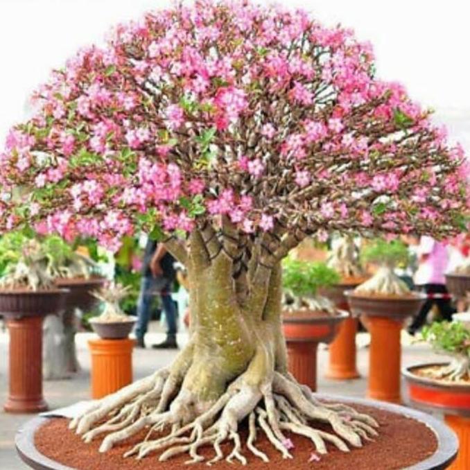 Benih / Bibit / Biji RCN Adenium Arabicum Rachinee 10 Biji