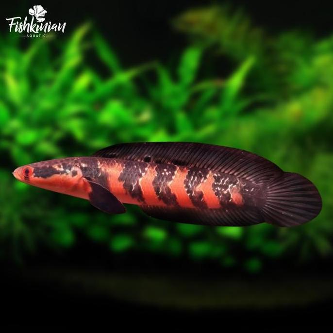IKAN CHANNA MARU RED BARITO GRADE A
