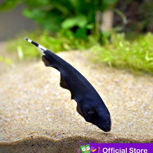 BLACK GHOST / IKAN HIAS AIR TAWAR / IKAN HIAS AQUASCAPE