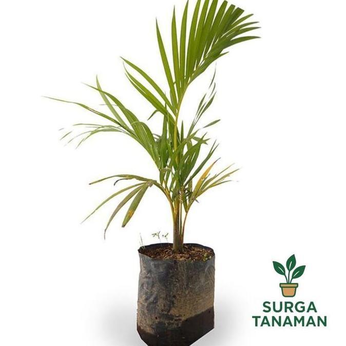 Tanaman hias indoor palem kuning mini - tanaman palm kuning mini - tanaman cantik