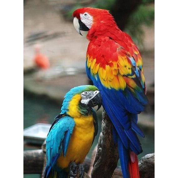 VERSELE LAGA FORMA DROPS 15 ML VITAMIN TETES MATA BURUNG MENJADIKAN MATA BURUNG LEBIH JELAS