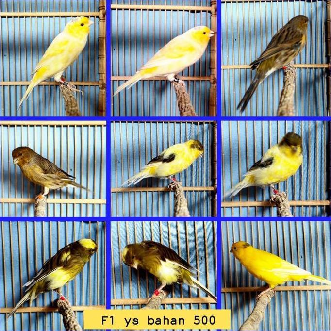 KHUSUS GO-JEK BURUNG KENARI F1 YS BAHAN BIG POSTUR