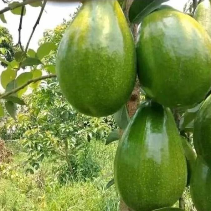 Bibit alpukat Miki,aligator,Kelud,Markus,markus,redvi HALAL