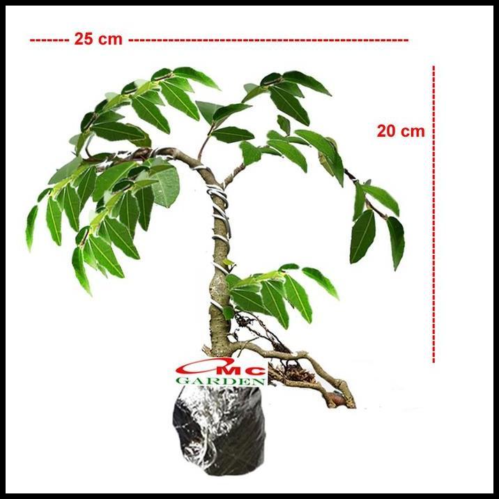 GRATIS ONGKIR BIBIT BONSAI BONSAE BERINGIN AMPLAS PUTIH FICUS AMPELAS 20-30 