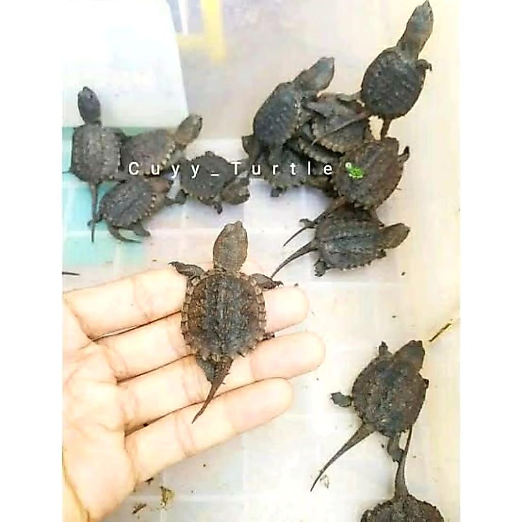 Galastore00 Cst Lucu Common Snapping Turtle Lucu
