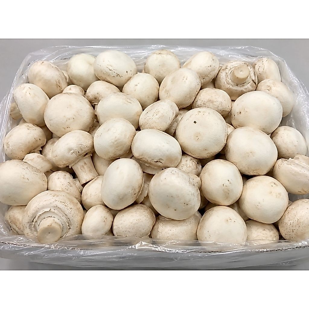Jamur Kancing Champignon 1kg