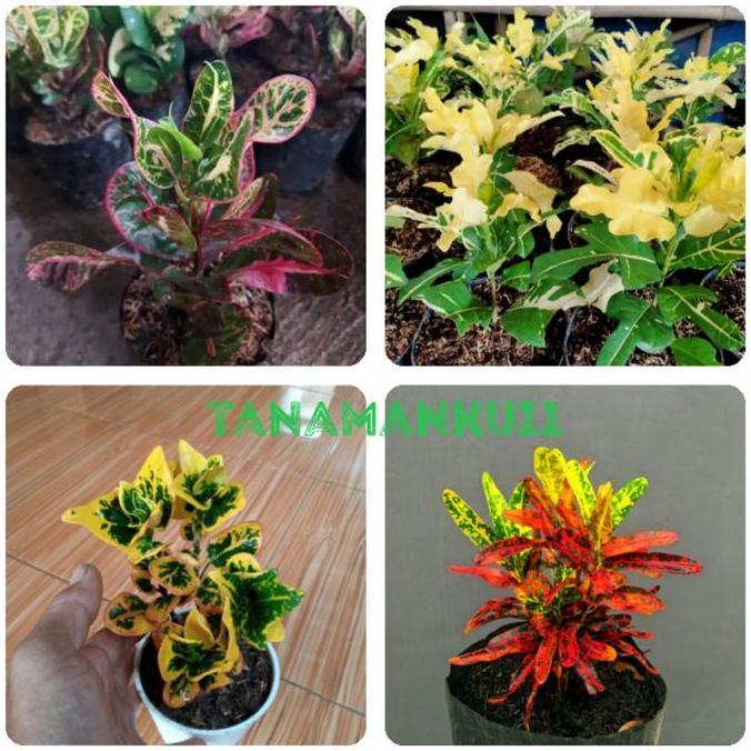 Harve- Paket 4 Tanaman Puring Kerupuk Tb Apel Koin Cabe Merah