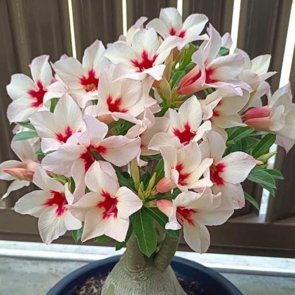 TANAMAN HIAS BUNGA ADENIUM TUMPUK || BUNGA ADENIUM TUMPUK