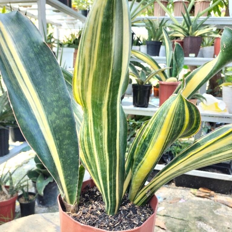 Sansevieria Malawi Midnight Varigata Jreng