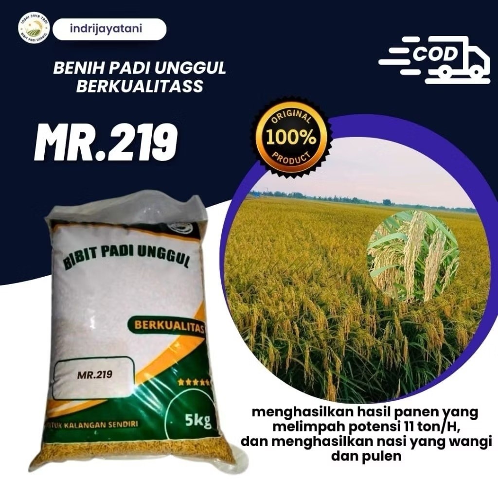 Bibit Padi MR 219 bibit padi unggul berkualitas dengan hasil panen melimpah kemasan 5kg