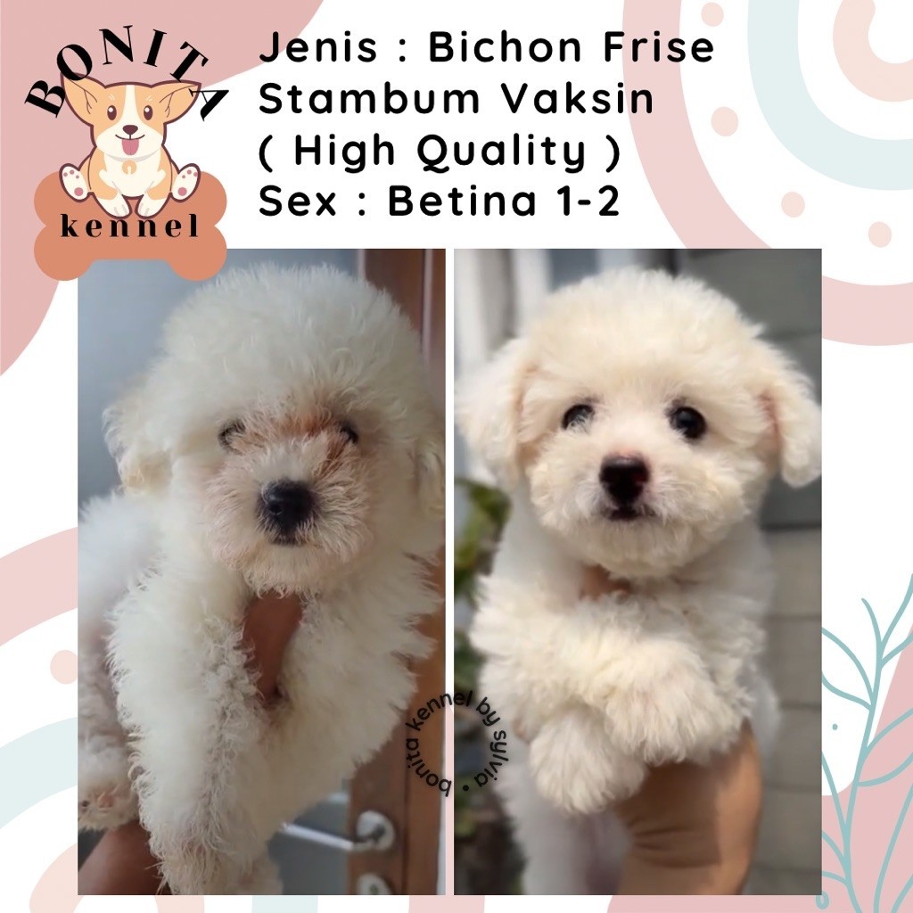 Mini Bichon Frise Stambum Jantan Betina Anak Anjing Bichon Korea