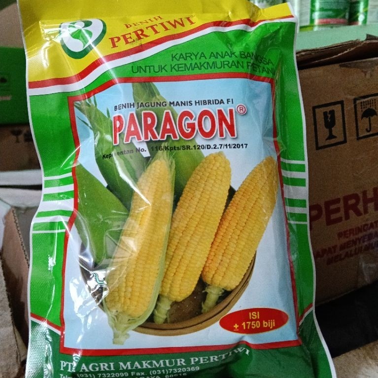 jagung paragon