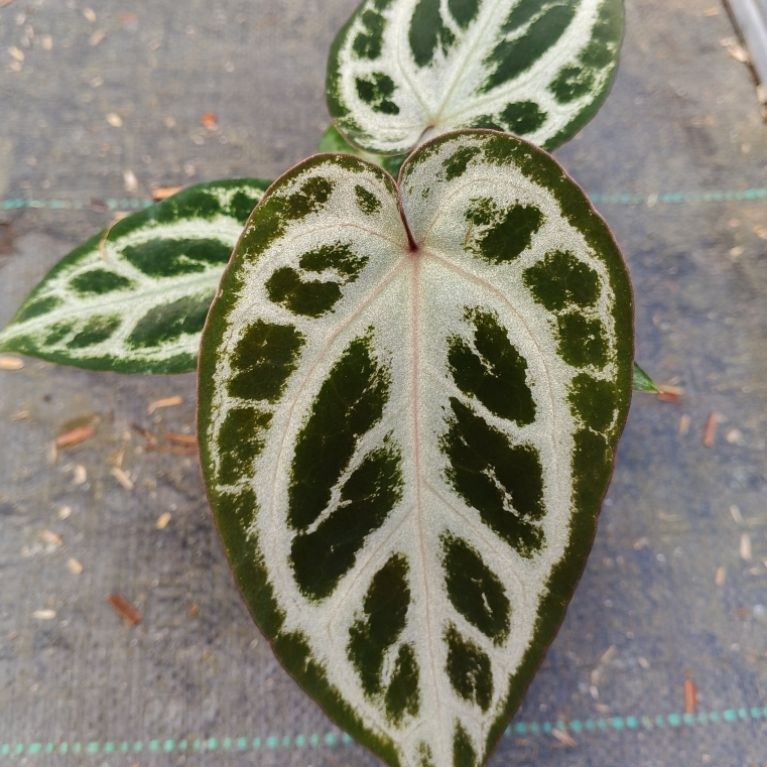 anthurium mojang geulis