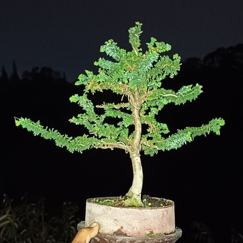 bonsai cemara sekka hinoki