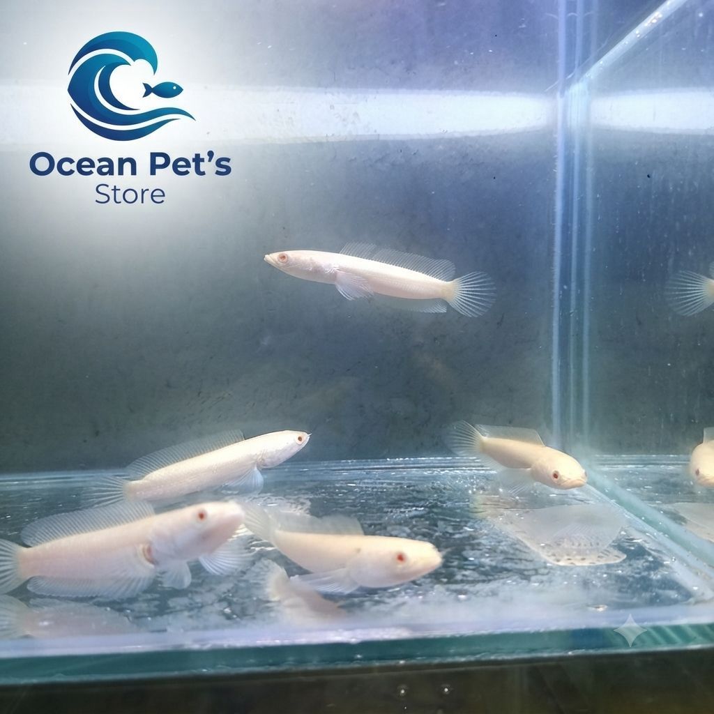 Channa satriata albino Channa varian albino dari ikan gabus cocok untuk tampilan aquarium