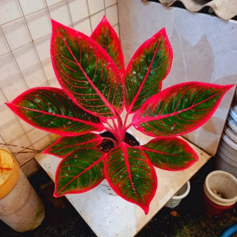 Bonggol Aglonema Khanza / Lipstik Khanza - Tanaman Hias Aglonema Khanza Termurah