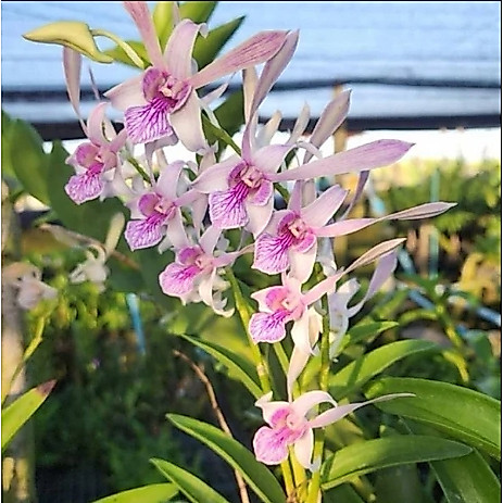 Dendrobium Keriting
