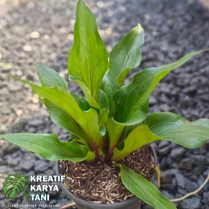 Tanaman hias anthurium obor merah - Anthurium obor PAN
