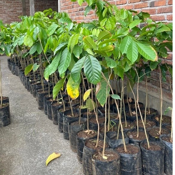 Bibit Tanaman Duku Palembang Tanpa Biji, Cepat Berbuah