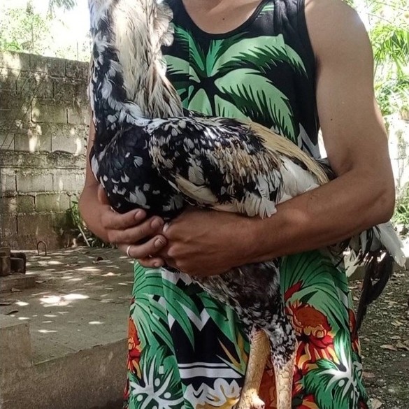 Telur Fertil Indio Gigante Untuk Ditetaskan