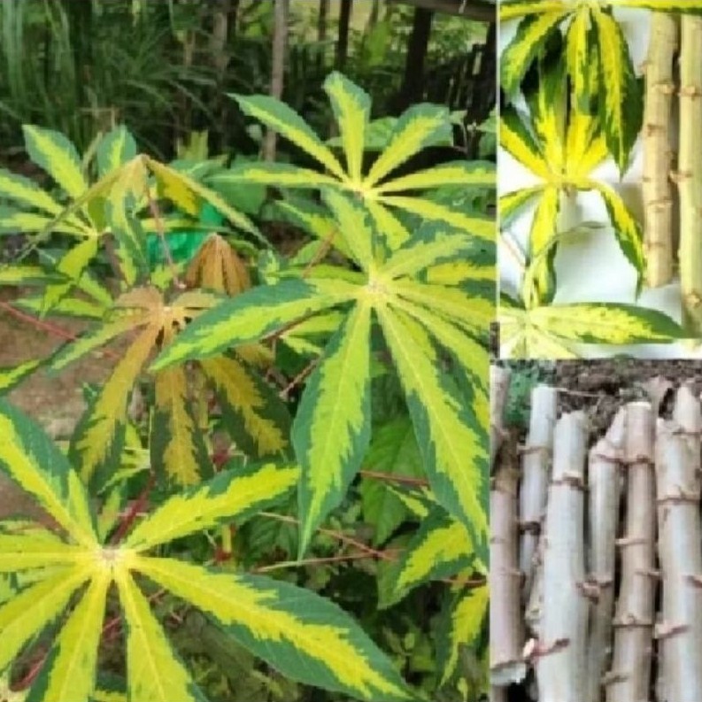 bibit singkong varigata