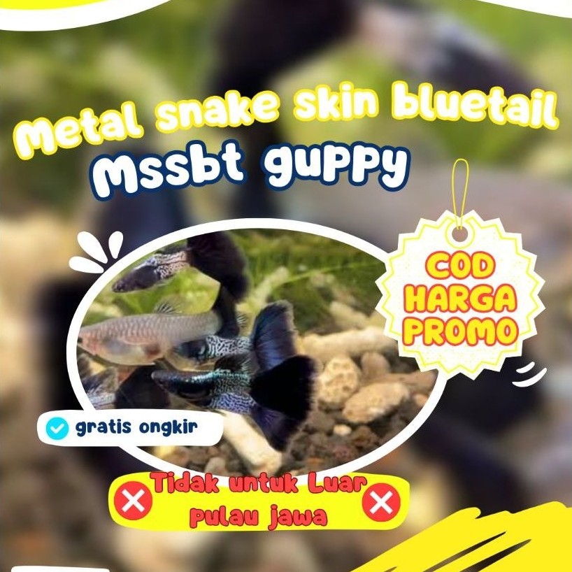Paket Mssbt GuppyPair