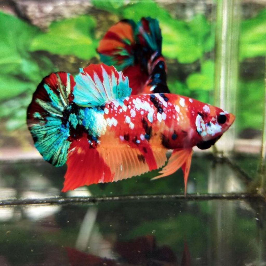 hiasan cupang multicolor top grade