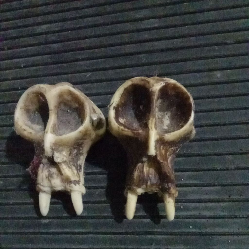 replika tengkorak monyet