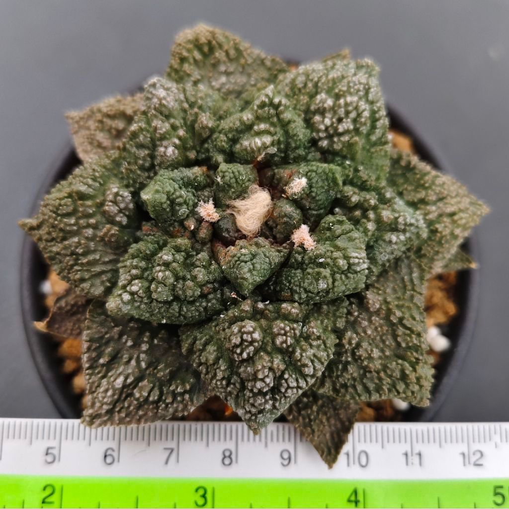 Tanaman Kaktus Ariocarpus fissuratus cv. Godzilla Kualitas Terbaik