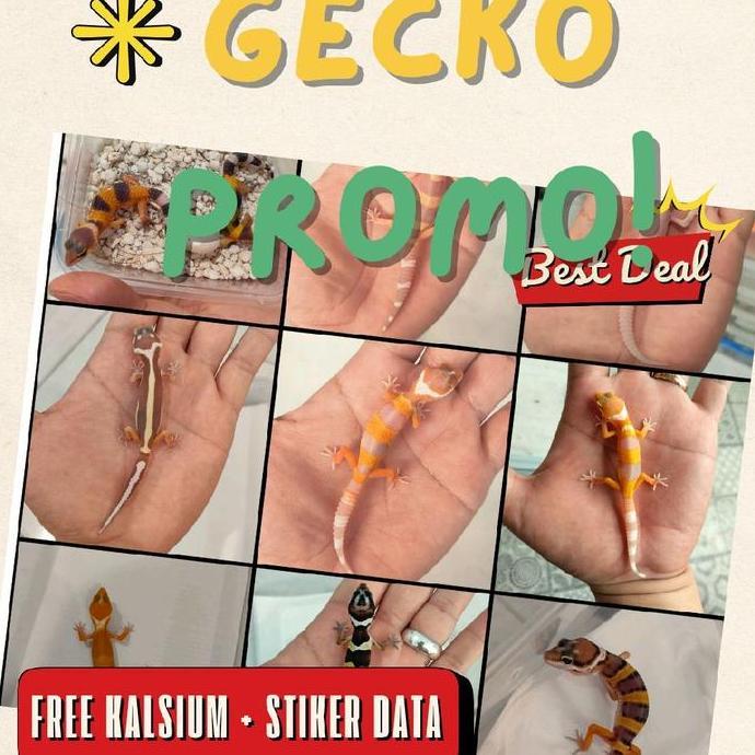 Baby Leopard Gecko PROMO, Limited Stock