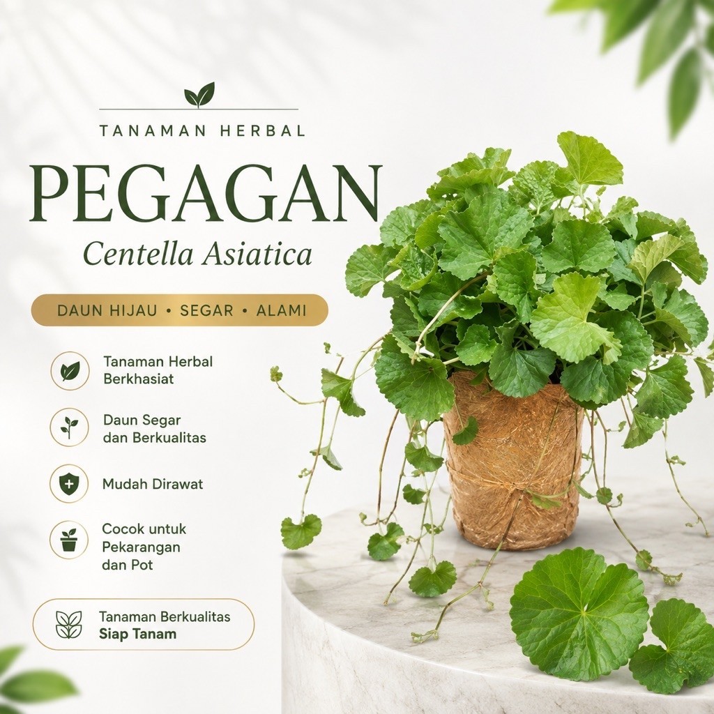 Pegagan Segar | Bibit Tanaman Pegagan Rimbun