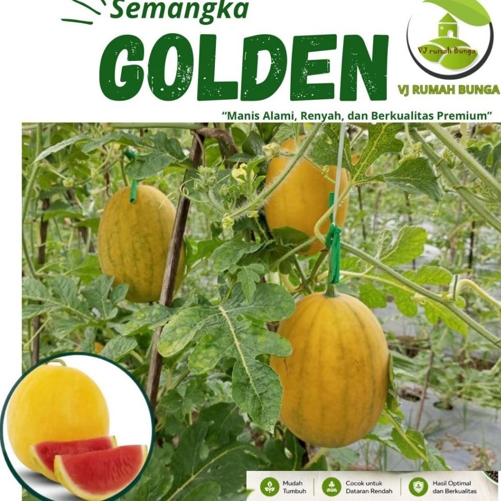 5 Biji - Benih Bibit Melon Golden biji melon golden