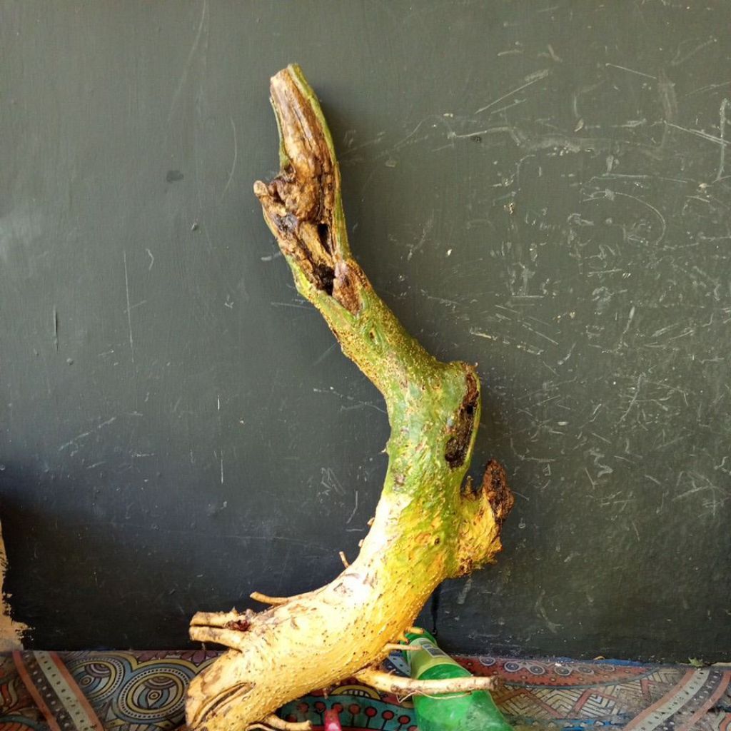 bahan bonsai serut pormal dan bunjin besar