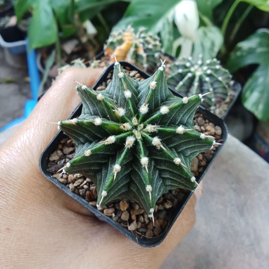 Kaktus Gymno LB hybrid hijau single spine